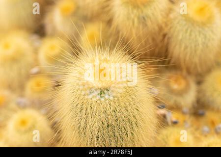 Zurigo, Svizzera, 20 aprile 2023 Parodia Leninghausii o cactus di limoni al giardino botanico Foto Stock