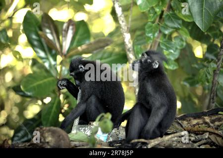 I macachi neri di Sulawesi (Macaca nigra) controllano la disponibilità di materiale alimentare in quanto stanno foraggiando vicino ad una spiaggia, dove viene macchiato un polverino di rifiuti di plastica, in TWA Batuputih (Parco Naturale di Batuputih) vicino alla Riserva Naturale di Tangkoko nel Nord Sulawesi, Indonesia. "Le attività umane insostenibili sono ora la forza principale che guida le specie primate all'estinzione", secondo un team di scienziati guidati da Alejandro Estrada (Istituto di Biologia, Università Nazionale Autonoma del Messico) nel loro articolo del 2017 pubblicato su ScienceAdvances. Foto Stock