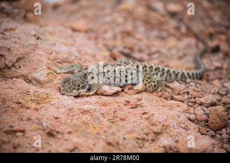 I petroglifi nativi americani possono essere trovati in questa parte delle tavolette vulcaniche nella contea di Mono, CA, USA. Foto Stock