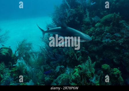 Uno squalo della barriera Corallina dei Caraibi passa accanto alla barriera Corallina del Belize e al suo incredibile ecosistema. Foto Stock