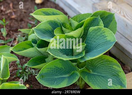 Giglio di plantano orlato 'Frances Williams, Aureomarginata, Eldorado, Yellow Edge', Daggfunky (Hosta sieboldiana) Foto Stock