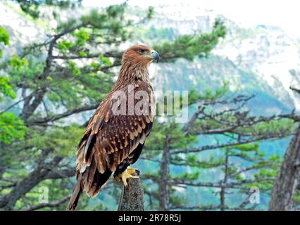 Un falco peregrino Falco peregrinus arroccato su un ceppo. Questi uccelli sono gli animali più veloci del mondo. Foto Stock