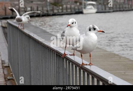 Gabbiani dalla testa nera in giacca invernale in attesa di cibo. Foto Stock