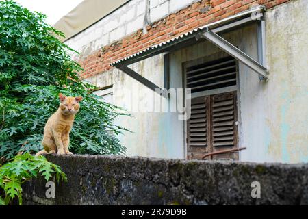 Un gatto randagio arancione malinconico sta su un vecchio muro contro una casa distrutta Foto Stock