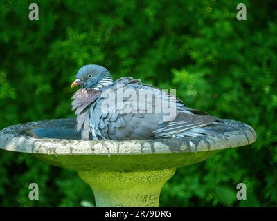 Grande piccione di legno comune adulto (Columba Palumbus) con piume ruffled seduta in acqua in un bagno di uccello del giardino, Leicestershire, Inghilterra, Regno Unito Foto Stock