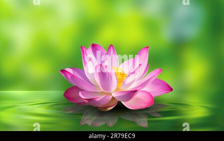 Lotus luce bianca viola galleggianti brillare di luce sullo sfondo Foto Stock