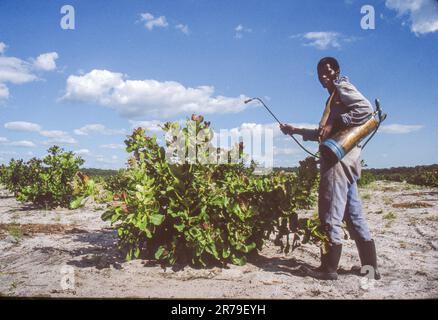 Zambia. Insetticida spruzzante su piante di anacardi. Foto Stock
