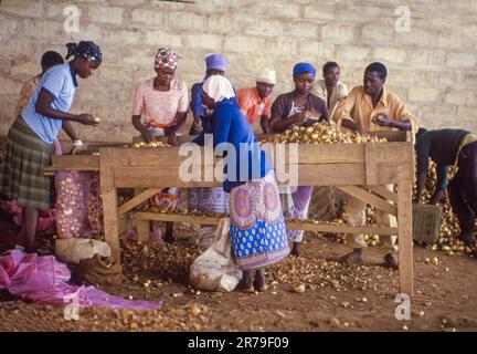 In Zambia, in un capannone, i lavoratori stanno smistando la raccolta delle cipolle. Foto Stock