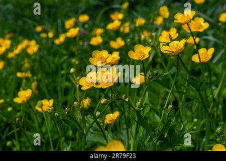 La perdita di Ranunculus repens, la coppa di siero strisciante, è una pianta fiorente della famiglia Ranunculaceae, nel giardino. Foto Stock