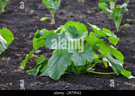 Giovane midollo vegetale verde crescere in giardino letto Foto Stock