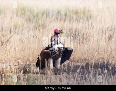 Un avvoltoio a faccia di LapPET sul terreno nella savana di Kalahari Foto Stock
