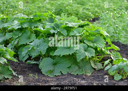 Giovane midollo vegetale verde crescere in giardino letto Foto Stock