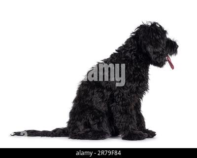 Carino nero Labradoodle, seduto a lato vie. Guardando lateralmente, lontano dalla fotocamera. Lingua fuori, ansimando. Isolato su sfondo bianco. Foto Stock