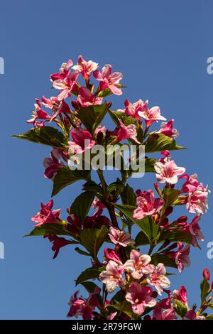 Colorato Weigela Praecox Bouquet fiori di rosa con un petali a cinque lobi, primo piano. Weigela è un arbusto deciduo, ornamentale e fiorito, giardino popolare Foto Stock