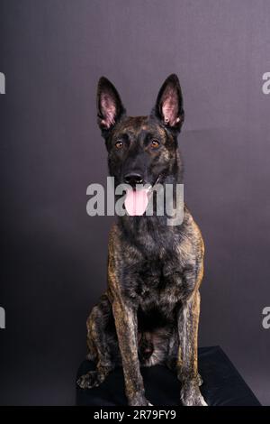 Studio shot di un adorabile razza dog sitter su sfondo nero. Foto Stock