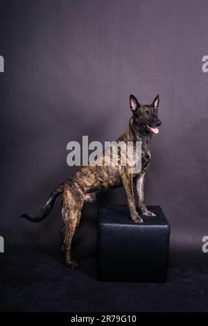 Studio shot di un adorabile razza dog sitter su sfondo nero. Foto Stock