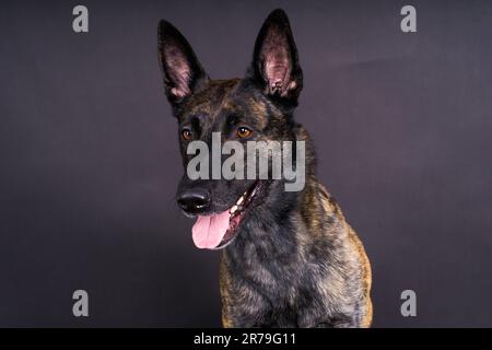 Studio shot di un adorabile razza dog sitter su sfondo nero. Foto Stock