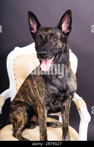 Studio shot di un adorabile razza dog sitter su sfondo nero. Foto Stock