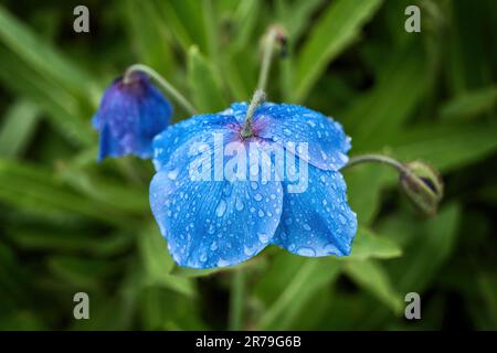 Meconopsis Slieve Donard o Himalayan Blue Poppy fiore fiorito con gocce di pioggia e profondità di campo poco profonda, piante fiorite nella famiglia Papavera Foto Stock