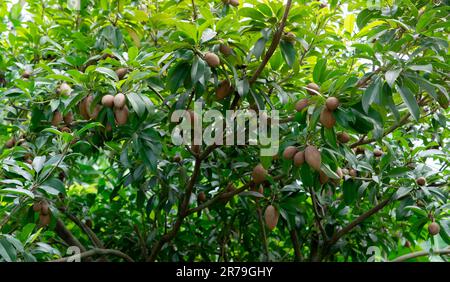 Albero di Sapodilla con frutta giovane e foglie verdi. Albero Evergreen. Giardino di frutta Sapodilla. Frutta esotica. Frutta tropicale. Frutteto di Sapodilla. Chioclo Foto Stock