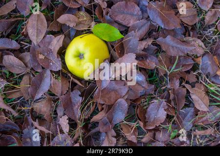 Struttura piatta di cremisi autunnale e foglie gialle, nocciole, noci e mele su uno sfondo di legno scuro Foto Stock