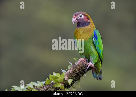 Bel pappagallo seduto sul ramo primo piano Foto Stock