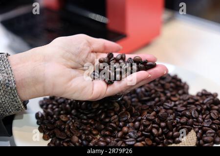 Il barista verifica la qualità dei chicchi di caffè prima di versarli nella macchina da caffè Foto Stock