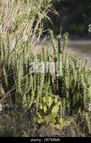 Puoi trovare diversi tipi di cactus a Almería, in Spagna Foto Stock