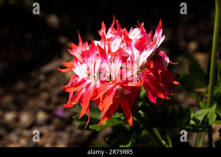 Vista ravvicinata dell'impianto di letti estivi Zonal Pelargonium Fireworks rosso-bianco. Copia spazio a sinistra. Foto Stock