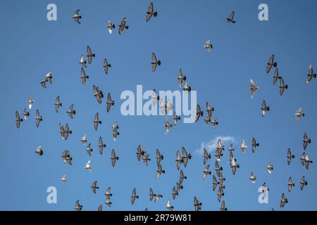 Un gregge di uccelli in volo creando una bella formazione circolare nel cielo Foto Stock