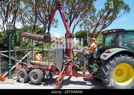 I chirurghi degli alberi rimuovono gli alberi tagliati e abbattuti usando un trattore e un braccio di presa che mette i tronchi su un rimorchio, Algarve, Portogallo Foto Stock