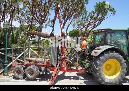 I chirurghi degli alberi rimuovono gli alberi tagliati e abbattuti usando un trattore e un braccio di presa che mette i tronchi su un rimorchio, Algarve, Portogallo Foto Stock