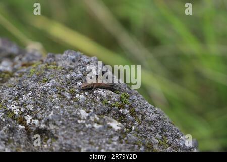 Piccola lucertola per prendere il sole su una pietra Foto Stock