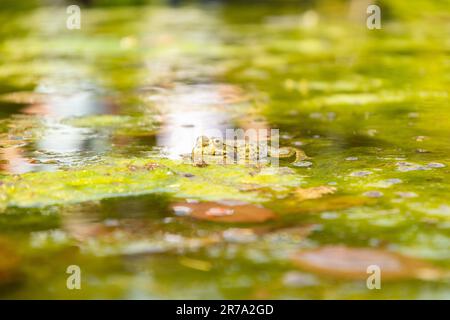 Zurigo, Svizzera, 22 maggio 2023 rana in uno stagno presso il giardino botanico Foto Stock