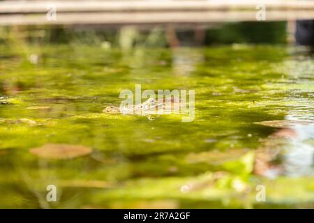 Zurigo, Svizzera, 22 maggio 2023 rana in uno stagno presso il giardino botanico Foto Stock