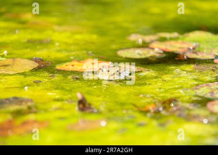 Zurigo, Svizzera, 22 maggio 2023 rana in uno stagno presso il giardino botanico Foto Stock