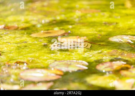 Zurigo, Svizzera, 22 maggio 2023 rana in uno stagno presso il giardino botanico Foto Stock