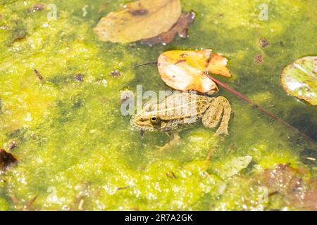 Zurigo, Svizzera, 22 maggio 2023 rana in uno stagno presso il giardino botanico Foto Stock