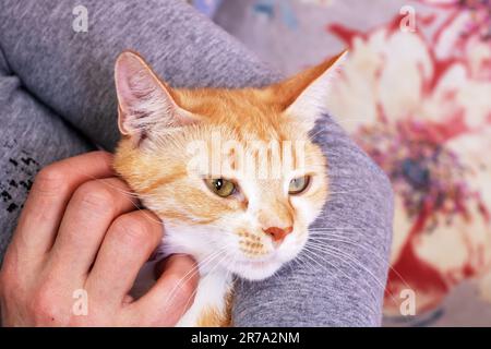 Mano che si avvicina un gatto rosso a casa Foto Stock