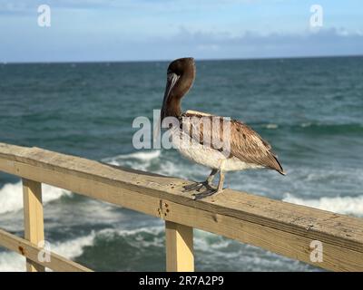 Un primo piano di un pellicano arroccato su una ringhiera di legno sul mare Foto Stock