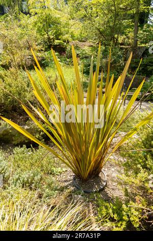 Zurigo, Svizzera, 22 maggio 2023 Sconosciuto, pianta presso il giardino botanico Foto Stock