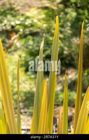 Zurigo, Svizzera, 22 maggio 2023 Sconosciuto, pianta presso il giardino botanico Foto Stock