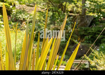 Zurigo, Svizzera, 22 maggio 2023 Sconosciuto, pianta presso il giardino botanico Foto Stock