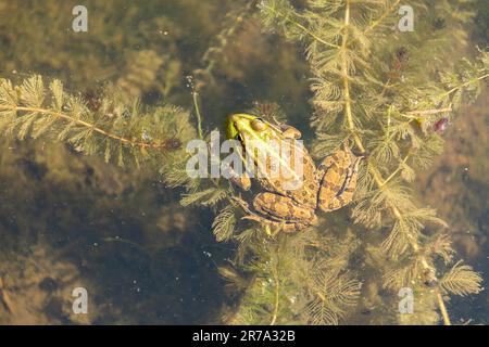 Zurigo, Svizzera, 22 maggio 2023 rana in uno stagno presso il giardino botanico Foto Stock