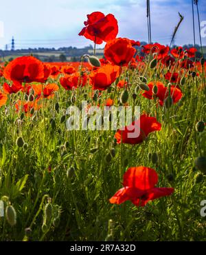 Dopo diverse calde giornate estive un tappeto di rosso come campi di papaveri selvatici (Papaveraceae) scoppiò in fiore, catturato la mattina presto Foto Stock