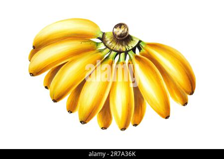 Illustrazione acquerello con mazzo di banane mature. Frutta tropicale isolata su sfondo bianco. Per designer, decorazione spa, cartoline, matrimoni, gr Foto Stock