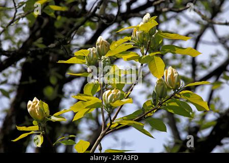 Magnolia acuminata. Cetriolo. Fiori che si aprono. Conosciuto anche come magnolia cetriolo o magnolia blu Foto Stock