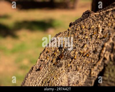 Gocce arancioni di resina su un ceppo di un pino all'aperto. Foto Stock