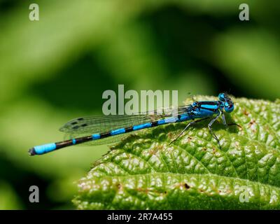 Primo piano della damselfly blu comune maschile (Enallagma cyathigerum) Foto Stock