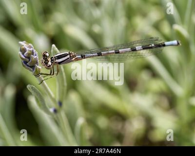 Primo piano della damselfly blu comune femminile (Enallagma cyathigerum) Foto Stock